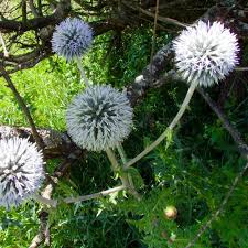 Attēlu rezultāti vaicājumam “Echinops sphaerocephalus leaf”