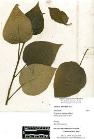 Attēlu rezultāti vaicājumam “Populus x jackii”