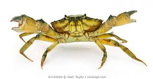 Image result for Carcinus maenas