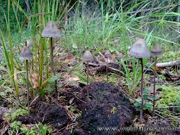 Attēlu rezultāti vaicājumam “Panaeolus papilionaceus”