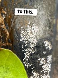 Attēlu rezultāti vaicājumam “Comatricha laxa young”