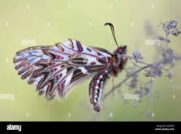 Attēlu rezultāti vaicājumam “Meloe sp. larva”