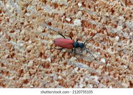 Attēlu rezultāti vaicājumam “Anastrangalia sanguinolenta”