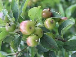 Attēlu rezultāti vaicājumam “Malus prunifolia fruit”