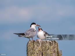 Image result for Sterna hirundo