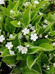 Image result for Omphalodes verna