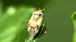 Attēlu rezultāti vaicājumam “Lygus pratensis imago”