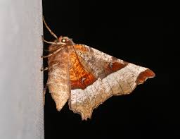 Attēlu rezultāti vaicājumam “Selenia tetralunaria”