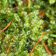 Attēlu rezultāti vaicājumam “Harpanthus flotovianus”