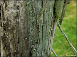 Attēlu rezultāti vaicājumam “Trapeliopsis flexuosa”