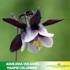Attēlu rezultāti vaicājumam “Aquilegia vulgaris”