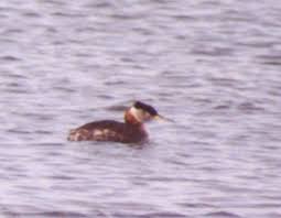 Attēlu rezultāti vaicājumam “Podiceps grisegena adult”