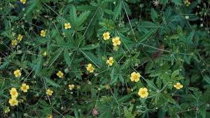 Attēlu rezultāti vaicājumam “Potentilla erecta flower”