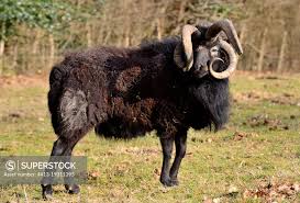 Attēlu rezultāti vaicājumam “Ovis aries”