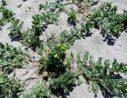 Attēlu rezultāti vaicājumam “Matricaria discoidea leaf”