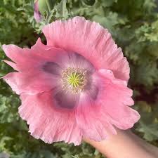 Image result for Papaver somniferum