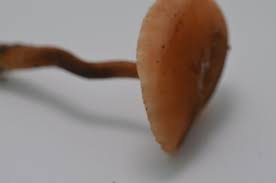 Attēlu rezultāti vaicājumam “Collybia acervata”