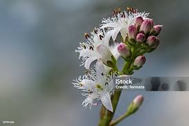 Attēlu rezultāti vaicājumam “Menyanthes trifoliata bud”