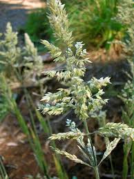 Attēlu rezultāti vaicājumam “Holcus lanatus  fruit”