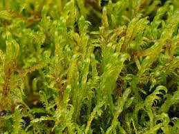 Attēlu rezultāti vaicājumam “Drepanocladus polygamus”