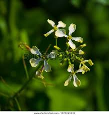 Attēlu rezultāti vaicājumam “Raphanus raphanistrum flower”