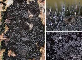 Attēlu rezultāti vaicājumam “Diderma subincarnatum spores”