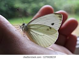 Attēlu rezultāti vaicājumam “Pieris brassicae female”