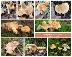 Attēlu rezultāti vaicājumam “Hydnum sp.”