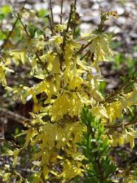 Attēlu rezultāti vaicājumam “Forsythia viridissima flower”