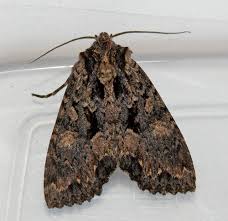 Attēlu rezultāti vaicājumam “Mniotype satura”