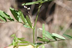 Attēlu rezultāti vaicājumam “Vicia angustifolia leaf”