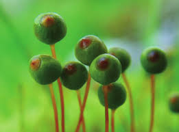 Attēlu rezultāti vaicājumam “Philonotis sporophyte”