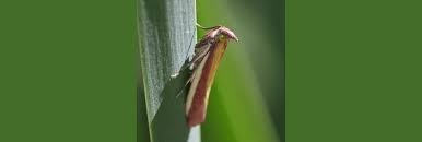 Attēlu rezultāti vaicājumam “Oncocera semirubella”