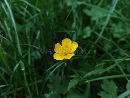 Attēlu rezultāti vaicājumam “Ranunculus polyanthemos”