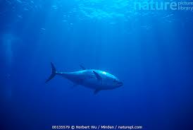 Image result for Thunnus thynnus