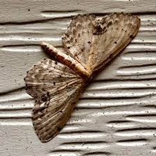 Attēlu rezultāti vaicājumam “Idaea dimidiata”