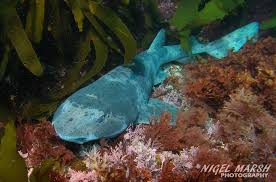 Image result for Cephaloscyllium laticeps