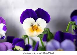 Attēlu rezultāti vaicājumam “Viola tricolor flower”