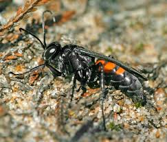 Attēlu rezultāti vaicājumam “Anoplius viaticus”