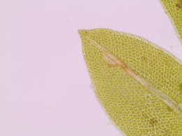 Attēlu rezultāti vaicājumam “Fissidens bryoides sporophyte”