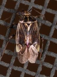 Attēlu rezultāti vaicājumam “Lygus pratensis imago”