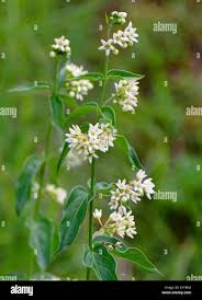 Attēlu rezultāti vaicājumam “Vincetoxicum hirundinaria flower”
