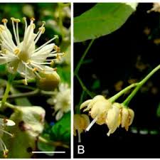 Attēlu rezultāti vaicājumam “Tilia platyphyllos subsp. cordifolia flower”