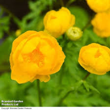 Attēlu rezultāti vaicājumam “Trollius europaeus leaf”