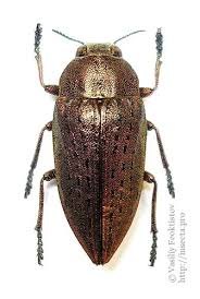 Attēlu rezultāti vaicājumam “Adoxus obscurus”