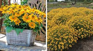 Image result for Rudbeckia Paradisio