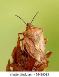 Attēlu rezultāti vaicājumam “Carpocoris sp.”
