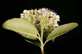 Attēlu rezultāti vaicājumam “x Sorbaronia fallax”