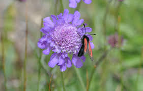 Attēlu rezultāti vaicājumam “Zygaena sp.”