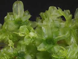 Attēlu rezultāti vaicājumam “Plagiomnium affine sporophyte”